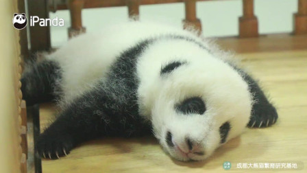 熊猫宝宝打嗝原来这么可爱，有没有人来帮帮拍拍背呀？打嗝睡不着