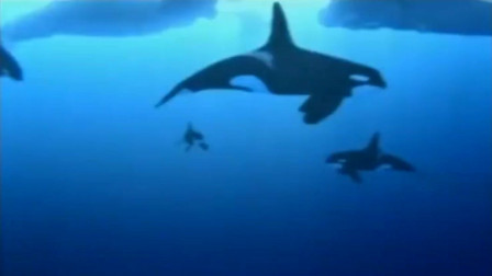 虎鲸试图捕幼年抹香鲸，成年抹香鲸摆出了祖传的尾巴阵来应对！