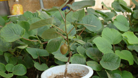 猕猴桃烂掉不要扔，挖1勺种子丢盆里，7天长成小盆栽