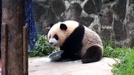 熊猫：擦脸巾准备好了，快给我盆盆奶！
