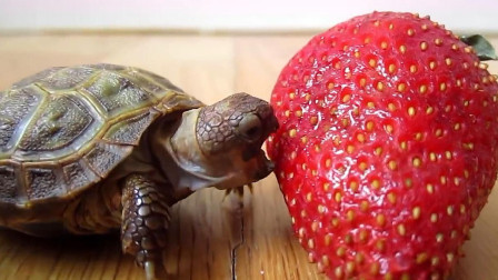 小乌龟是怎么吃草莓的?镜头记录全过程!