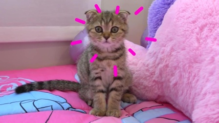 萌娃小可爱拥有了一只可爱的小猫咪，小家伙真的好喜欢呀！