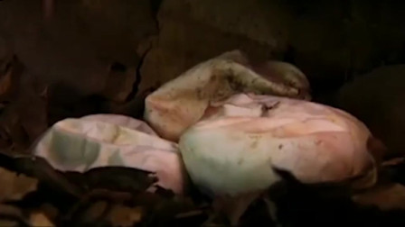 眼镜王蛇幼崽一破壳，雌蛇赶紧走开，不然就会吃掉自己的孩子