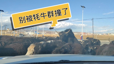 自驾青海黄南泽库牧区，遇到牦牛群赶紧停车，结果车还是被这么多牦牛撞来撞去