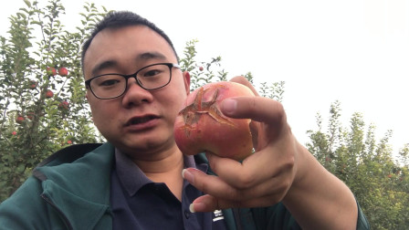 王哥去苹果园助农，发炸裂卖不出去的果子比好的还甜，为什么呢？