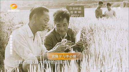 1株&ldquo;野草&rdquo;，成了杂交水稻的祖先，这是什么原理呢