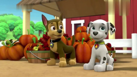 汪汪队立大功：小狗去找莱德，想让他们帮忙，在暴雪前摘完苹果