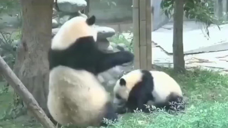熊猫：崽崽很重要，能换盆盆奶
