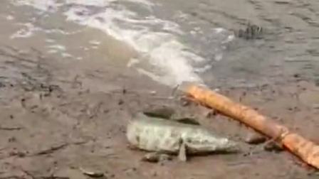 鲶鱼逃生记，靠自己的智慧，逃出生天！