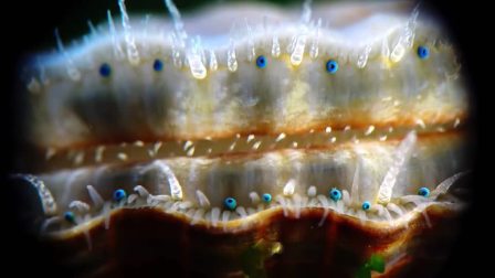 200只“反射望远镜”助力逃出生天，扇贝逃跑的样子可爱到爆炸