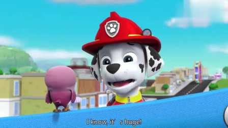 汪汪队立大功：毛毛好可爱，小小鸟在那对视，瞅对眼了吗