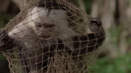 小伙从非洲偷渡一只猴子，卖不掉就，却造成全国灾难！
