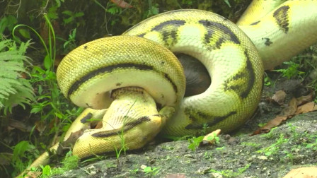 罕见:恐怖丛林绿巨蟒活吞野羊,老虎见它都得绕道行