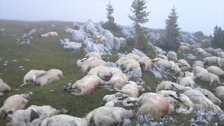 夜里雷声大作,羊群被安排得明明白白!