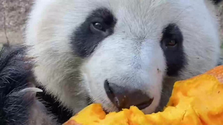 大熊猫在户外吃南瓜，这嘎嘣脆的声音，实在是太可爱