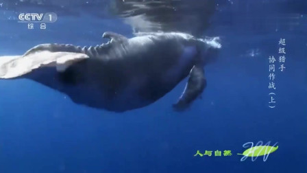 罕见座头鲸捕食场景曝光，座头鲸竟是歌声