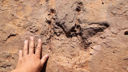 距今8000万年、240余枚，福建首次发现恐龙足迹群！