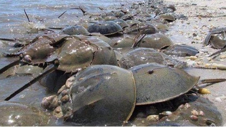 海上看到这种生物，记得不要去捡，否则必然遭遇&ldquo;牢狱之灾&rdquo;！