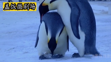 BBC偷拍的纪录片：小企鹅冻了，这对企鹅父母好落寞，看哭了