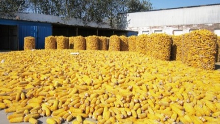 2021年初，河南玉米价格又创新高，多少钱一斤，看到价格你不要吃惊