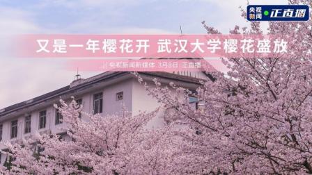 又是一年樱花开 武汉大学樱花盛放