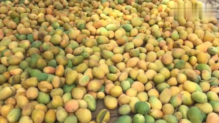 实拍：看印度的芒果雪糕是怎样的，真的纯天然无添加，满地的芒果堆成山！