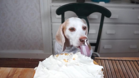 狗狗化身蛋糕师，全程高能，实在太有意思了