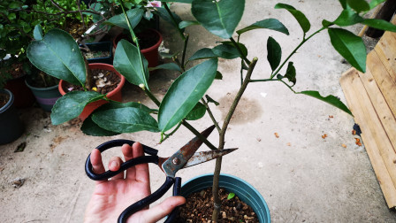 盆栽柠檬树，小苗应该如何修剪？只需几步，一看就会