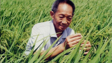 你知道什么是袁老的杂交水稻吗？这个视频告诉你
