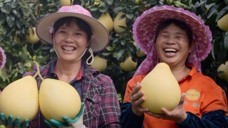 中国节日 新一代柚农开启创业路，柚林成为当地农民的聚宝盆