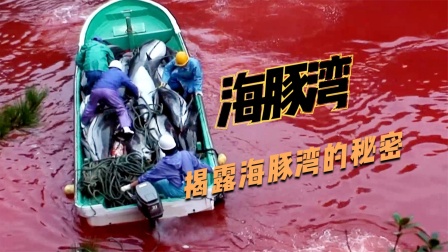 《海豚湾》：导演冒着生命危险拍下的纪录片，揭露海豚湾的！