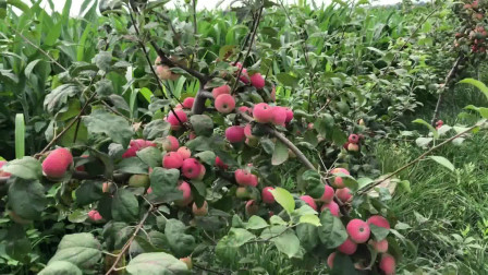 农村冷门项目，万亩沙果海棠果，长得像苹果，口感脆甜