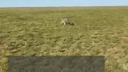 9月6日，雪豹被鄂尔多斯野生动物救护站工作人员接走，做进一步全面。#内蒙古草原上发现雪豹