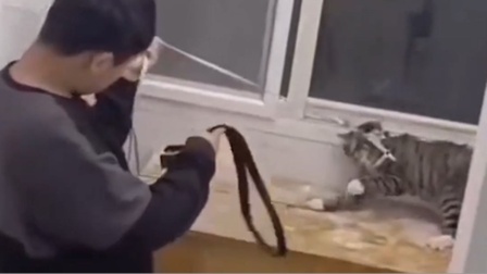 学生虐猫被拍下，视频发布者遭恐吓，学校：给予留校查看！
