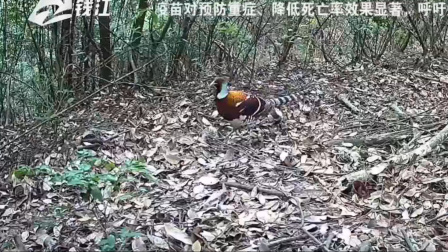 罕见！常山县发现国家一级保护动物白颈长尾雉