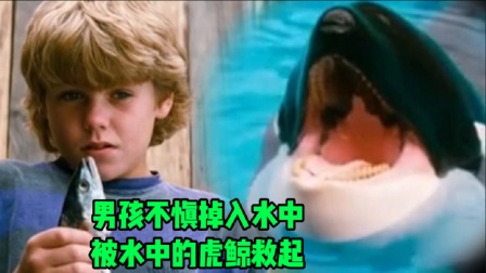 男孩不慎掉入水中，被水中的虎鲸救起