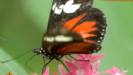 萌鸡小队趣自然 蝴蝶的翅膀为什么会五颜六色呢？