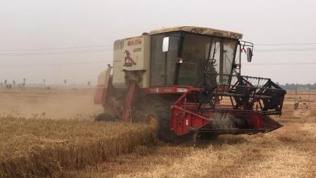 河北小麦价格迎来高涨，看看6月10号多少钱一斤？农民这下发财