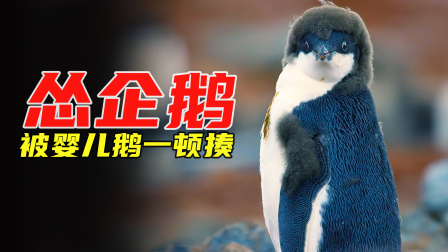 阿德利企鹅误入帝企鹅群，被婴儿扇了嘴巴子，超搞笑动物纪录片