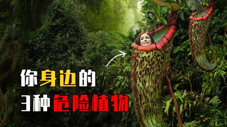 科普事物簿 河南女孩拍花进医院，你身边的3种危险植物，遇到记得绕道走！
