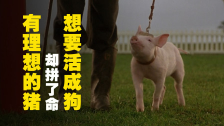 一只有理想的猪，却拼命想要活成狗，某瓣冷门高分温馨治愈电影