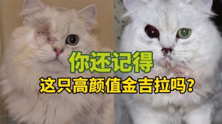 萌宠搞笑家庭 猫坠楼 你还记得这只金吉拉吗