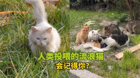 搞笑宠物家庭 人类投喂的流浪猫会记得你？