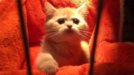 萌宠乐园生活趣谈 你还记得小橘猫吗