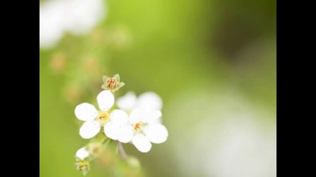 洞箫曲谱葬花吟_葬花吟洞箫g调简谱