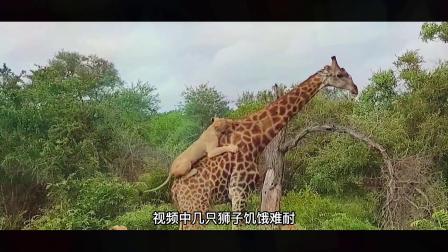 纪录片：狮子碰见会武功的长颈鹿，下巴遭受重击吃了大亏