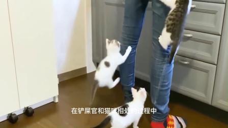 猫猫正午休，主人一个重击，猫懵了