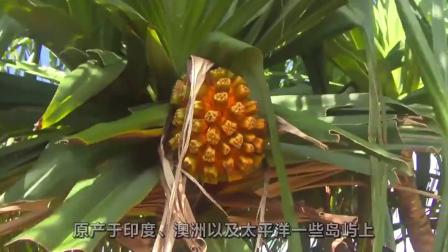 神奇的网红水果哈拉果，看起来像菠萝，吃起来像甘蔗