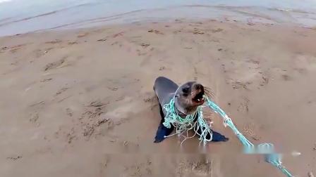 动物纪录片：可怜的海报被绳子缠绕
