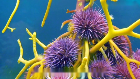 纪录片：神奇的动物世界，海底的海星各式各样的，太好看！